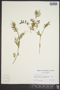 Vicia sativa subsp. nigra image