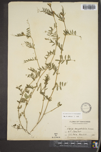 Vicia sativa subsp. nigra image