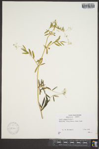 Vicia sativa subsp. nigra image