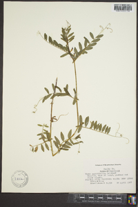 Vicia sativa subsp. nigra image