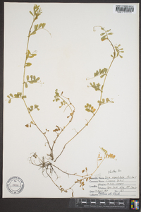 Vicia sativa subsp. nigra image