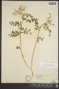 Vicia caroliniana image