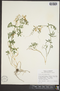 Vicia caroliniana image