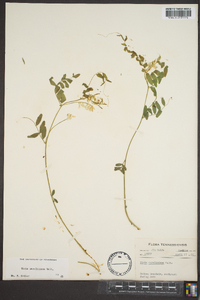 Vicia caroliniana image