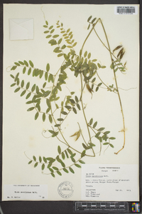 Vicia caroliniana image