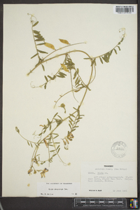 Vicia villosa subsp. varia image