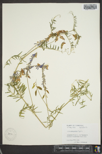 Vicia villosa subsp. varia image