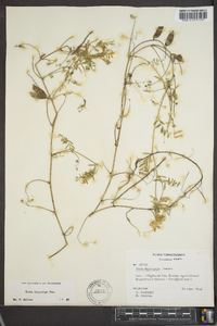 Vicia villosa subsp. varia image