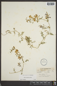 Vicia villosa subsp. varia image