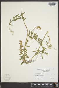 Vicia villosa subsp. varia image