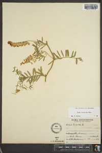 Vicia villosa subsp. varia image