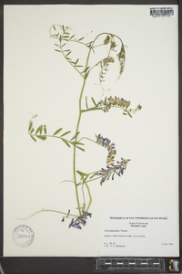 Vicia villosa subsp. varia image