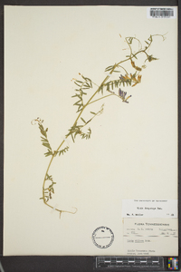 Vicia villosa subsp. varia image