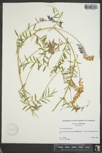 Vicia villosa subsp. varia image