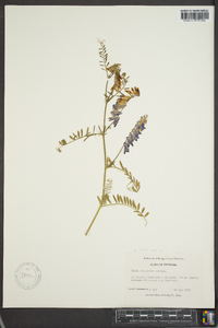 Vicia villosa subsp. varia image