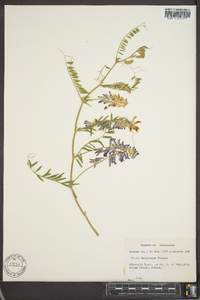Vicia villosa subsp. varia image