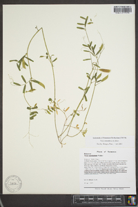 Vicia minutiflora image