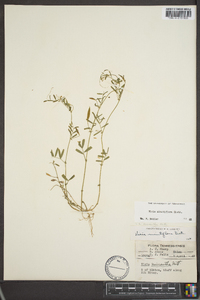 Vicia minutiflora image