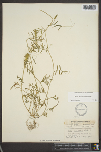 Vicia minutiflora image