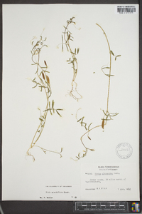 Vicia minutiflora image