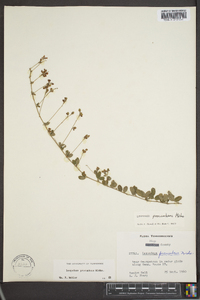 Lespedeza procumbens image