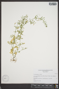 Vicia tetrasperma image