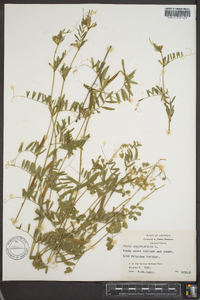 Vicia sativa subsp. nigra image