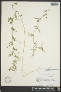 Vicia sativa subsp. nigra image