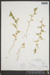 Vicia sativa subsp. nigra image