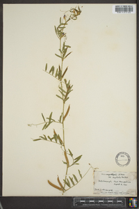 Vicia sativa subsp. nigra image