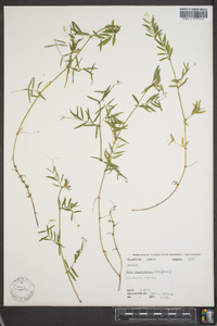 Vicia sativa subsp. nigra image