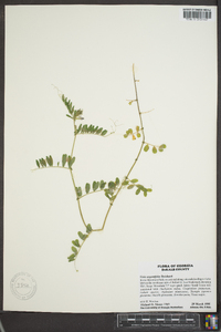 Vicia sativa subsp. nigra image