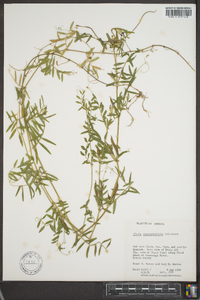 Vicia sativa subsp. nigra image