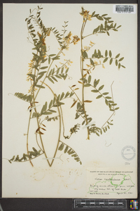 Vicia caroliniana image