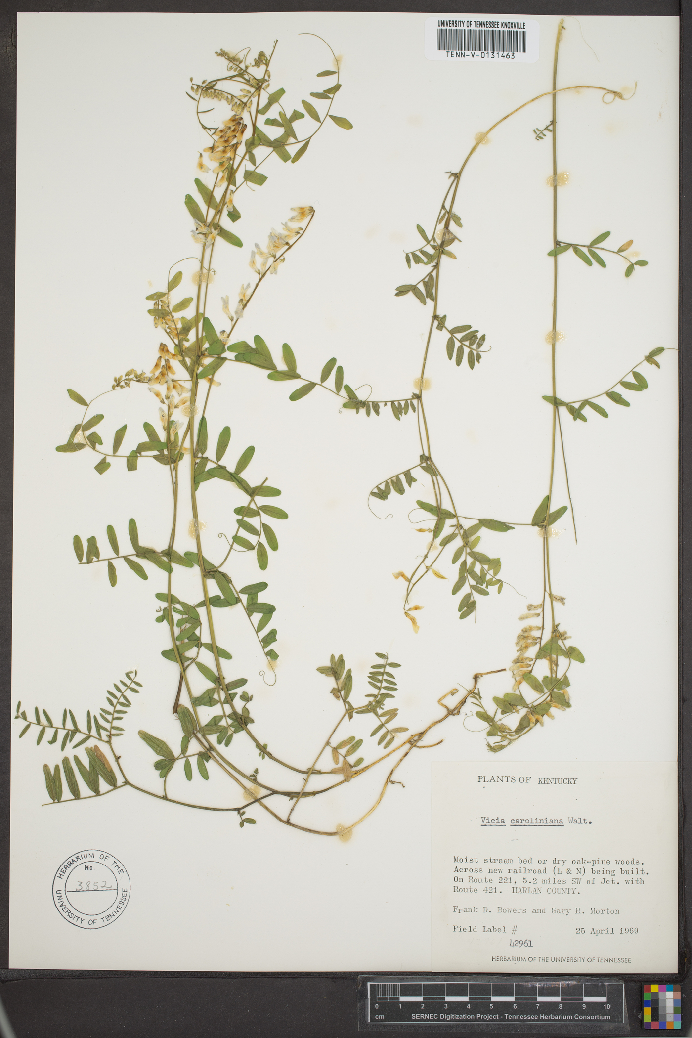 Vicia caroliniana image