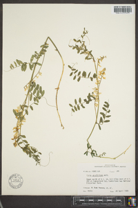 Vicia caroliniana image