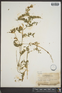 Vicia caroliniana image