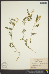 Vicia caroliniana image