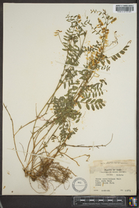 Vicia caroliniana image