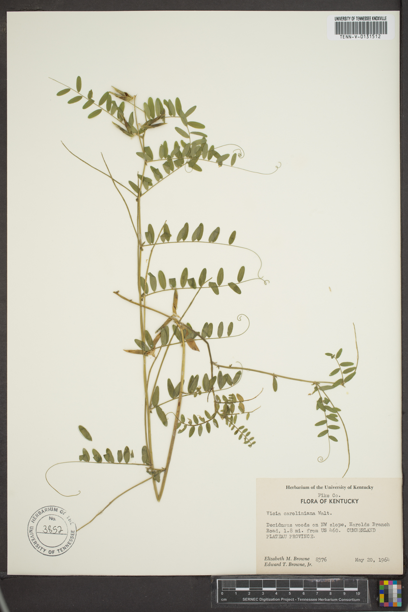 Vicia caroliniana image