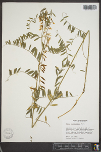 Vicia caroliniana image