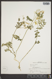 Vicia caroliniana image