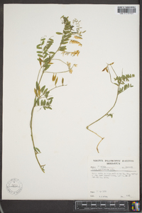 Vicia caroliniana image