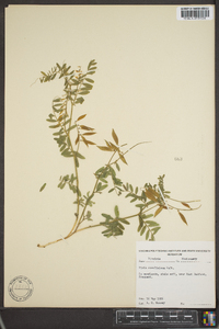 Vicia caroliniana image