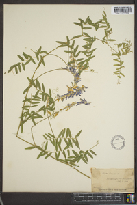 Vicia cracca image