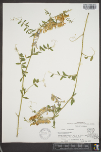 Vicia villosa subsp. varia image