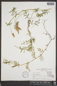 Vicia villosa subsp. varia image