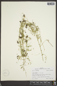 Vicia hirsuta image