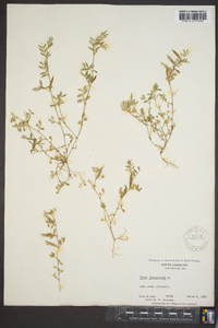 Vicia lathyroides image