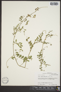 Vicia ludoviciana image